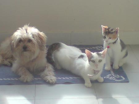 taz et ces amis